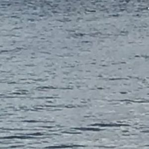 Meet your Posher, Kinsley